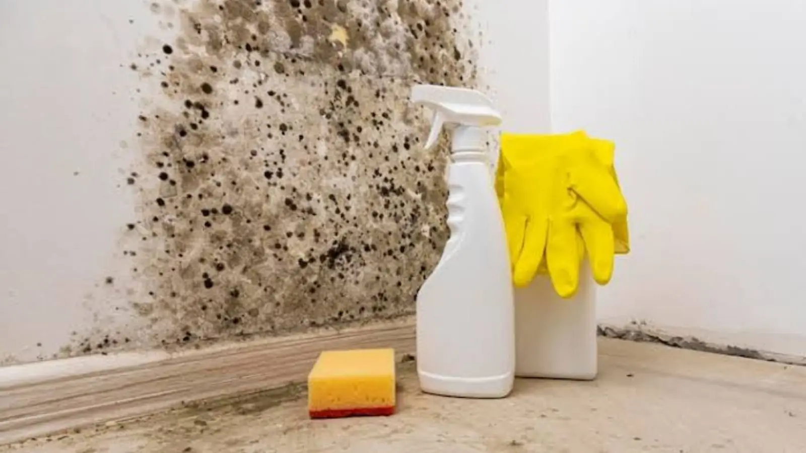 Black mold on a wall corner next to a spray bottle, sponge and gloves
