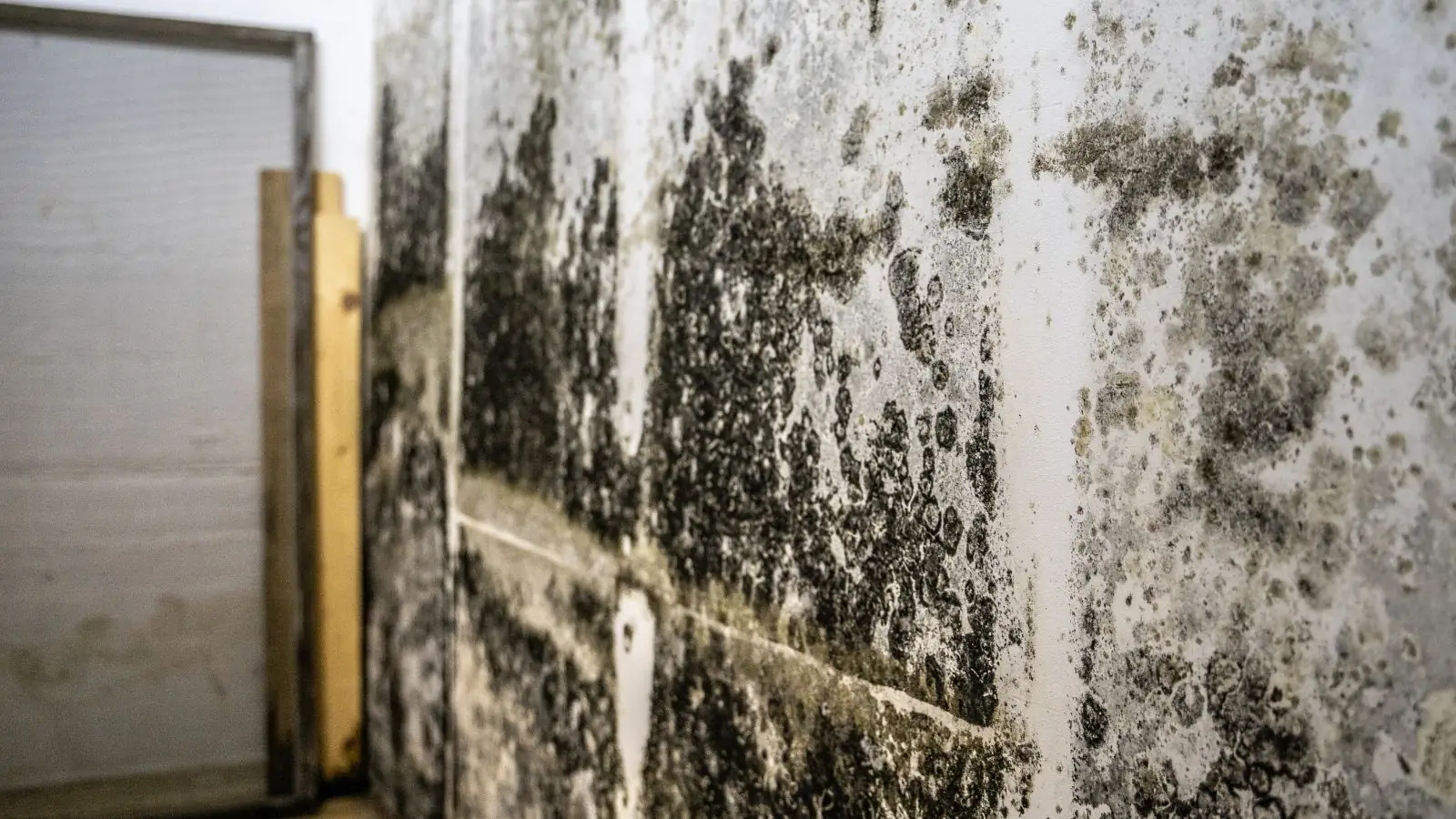 Basement wall covered in dark mold growth beside a doorway