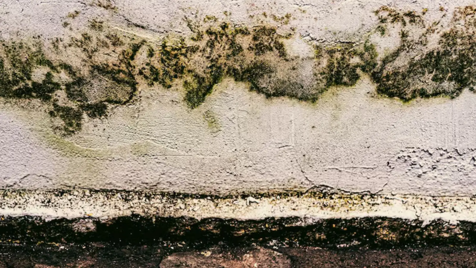 Green and black mold growing in a band along a painted wall